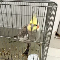 عروس هلندی نر آهویی سخنگوی آرام