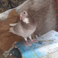 ماده پلنگ‌ خوشگل