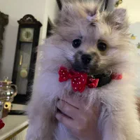 واگذاری سگ پامر|سگ|رشت, پل تالشان|دیوار