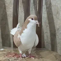 چپ زردنر|پرنده|نیشابور, رحمت آباد|دیوار