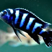 سیچلاید دماسونی مولد ۱۸۰تومان