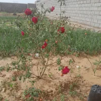 حمل ونقل مساله ساختمانی با ده جرخ