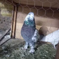 کفتر تهرانی