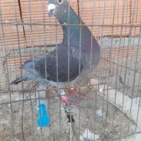 چاپی مسافتی نرپلاک ۲۰۱۹ معاوضه با طوقی نر|پرنده|مینودشت, |دیوار