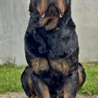 فروش روتوایلر وارداتی با ضمانت اصالت