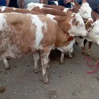 فروش فوق العاده|حیوانات مزرعه|جغتای, |دیوار