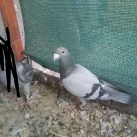 کبوتر|پرنده|رشتخوار, |دیوار