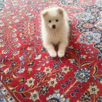 فروش پامر خرسی سه ماهه