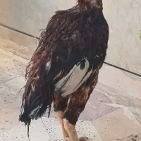 خروس لاری ترک