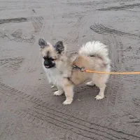 سگ پامرین  (کایلا)|سگ|کیاشهر, |دیوار