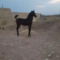 اسب مادیان|اسب و تجهیزات اسب‌سواری|تهران, آبشار|دیوار