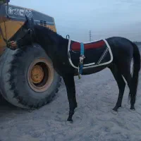 کره دوساله|اسب و تجهیزات اسب‌سواری|مشهد, شهرک صنعتی توس|دیوار