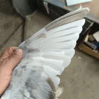 سینه سوسنی ماده