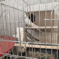 عروس مولد|پرنده|داراب, |دیوار