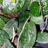 گل هویا|گل و گیاه طبیعی|رشت, دیلمان|دیوار