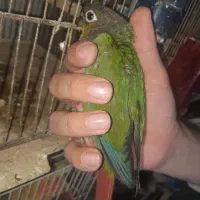 گرینچیک نر با تست فقط ۲۸۰۰|پرنده|بابل, |دیوار