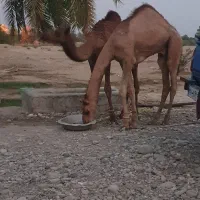 2نفر شتر 8ماه مخصوص داشت|حیوانات مزرعه|شمیل, |دیوار