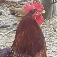 مرغ و خروس درشت