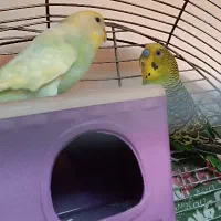 جفت مرغ عشق مولد