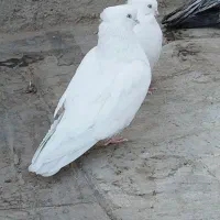 کبوتر نقش سفید مهر نوک ریز