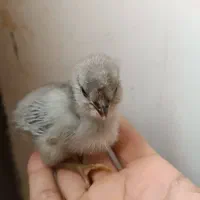 تخم مرغ گلین چهل تاج ریشو|حیوانات مزرعه|اهواز, اهواز|دیوار