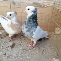 یک جفت کبوتر طوقی