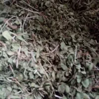 مروک و آویشن