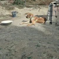 واگذار سگ نر پژدر|سگ|اردبیل, |دیوار