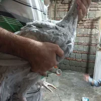 جوجه بوقلمون