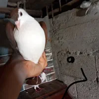 کبوتر چادری یا افشون|پرنده|بندر انزلی, سید آسیه|دیوار