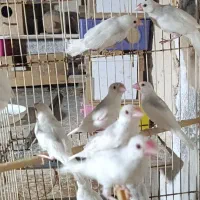 فنچ نرگسی|پرنده|بندرعباس, |دیوار