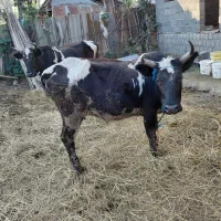 گاو به همراه گوساله|حیوانات مزرعه|آستانه اشرفیه, |دیوار