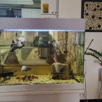 آکواریوم ماهی