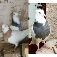 کفتر رنگه طوقی مفت|پرنده|تایباد, |دیوار