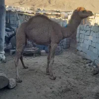 شتر|حیوانات مزرعه|بختگان, |دیوار