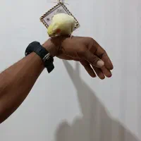 عروس هلندیم گم گشده|حیوانات|میناب, |دیوار