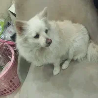 سگ پامر روباهی|سگ|اصفهان, امیرعرب|دیوار