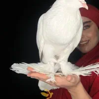 کبوتر زینتی پومرین ابومریم بادکنکی  جفت ۱۵ جفت ۱۵