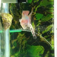 فروش ماهی فلاور نر|ماهی|رامهرمز, |دیوار