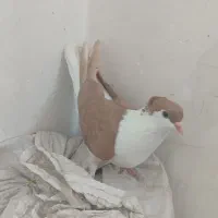 کفتر|پرنده|لنجان, |دیوار