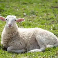 فروش دوعدد گوسفند در مشهد به دلیل نیاز شدید مالی