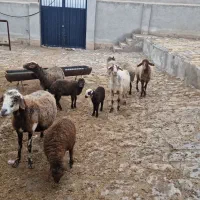 میش و بره|حیوانات مزرعه|قم, پردیسان|دیوار