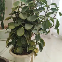 گل طبیعی|گل و گیاه طبیعی|ایلام, |دیوار