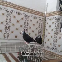 کبوتر دم سیاه جوجه