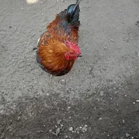 خروس جوان