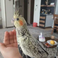 عروس هلندی گمشده