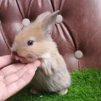 فروش بسته بندی غذای خرگوش (علوفه)|عمده‌فروشی|بوشهر, |دیوار