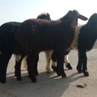 بره نر چاق چاق