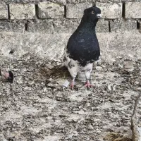 نر کله سیاه|پرنده|بهبهان, |دیوار