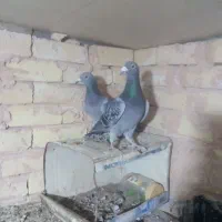 کبوتر